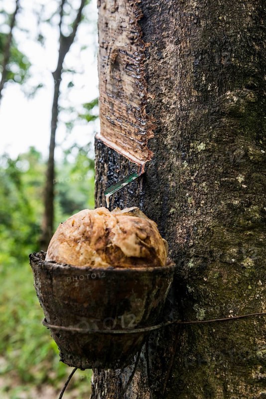 Rubber tree, rubber, Khao Sok National Park, Phang Nga, Surat Thani, Thailand