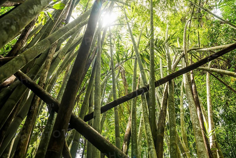 Jungle with giant bamboo, Khao Sok National Park, Phang Nga, Surat Thani, Thailand