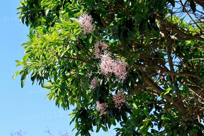 Calodendrum capense, Cape chestnut, Calodendrum tree, flower, flowering, Kirstenbosch Botanical Gardens, Cape Town, South Africa