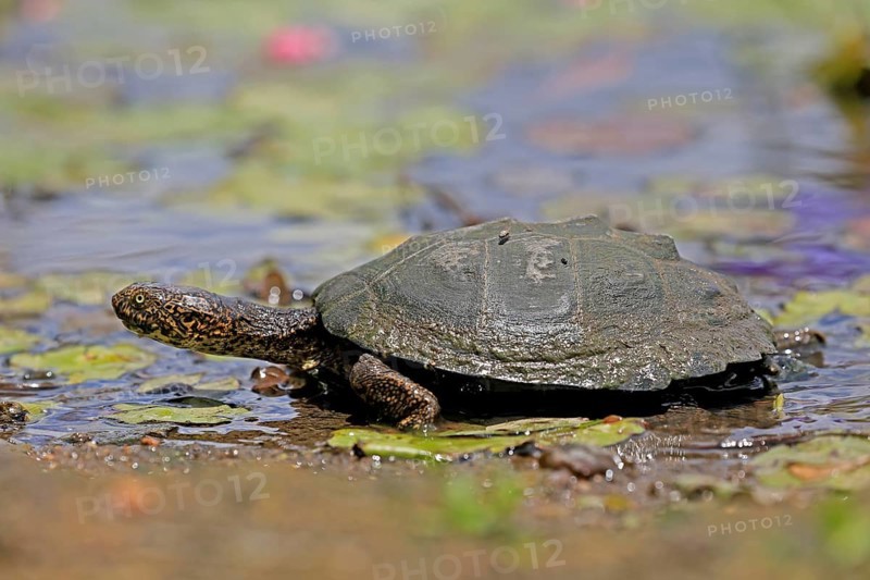 Pan Hinged Terrapin (Pelusios subniger), adult, in water, Kruger, Kruger National Park, South Africa