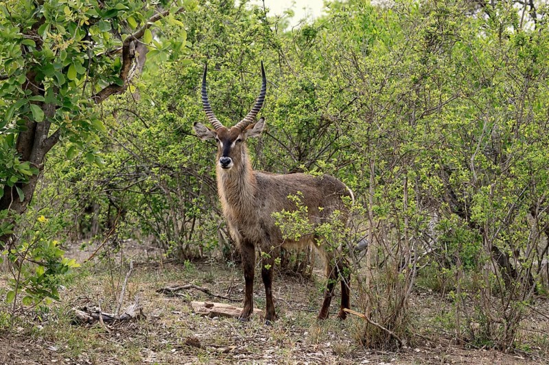 Ellipse waterbuck (Kobus ellipsiprymnus), adult, male, foraging, vigilant, Kruger, Kruger National Park, South Africa