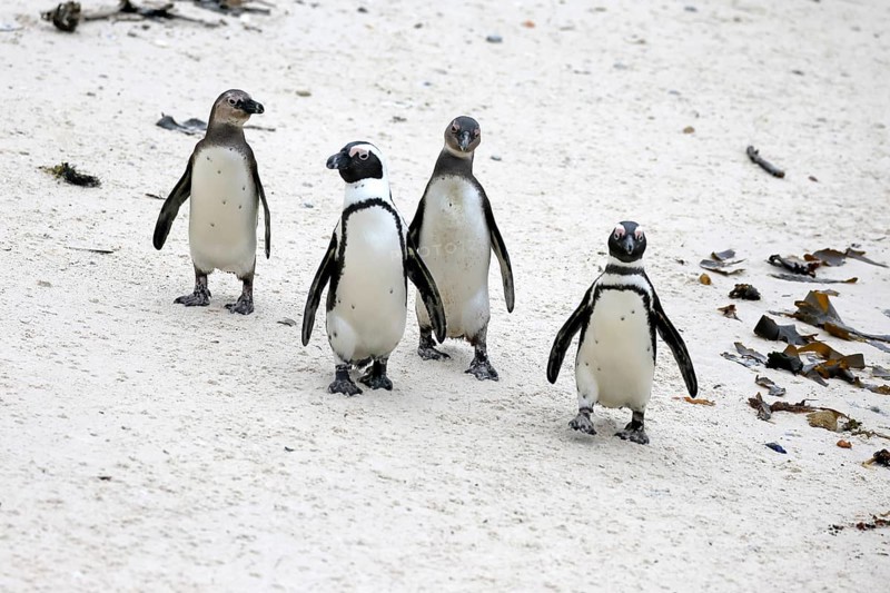 African penguin (Spheniscus demersus), adult, group, running, beach, Boulders Beach, Simonstown, Western Cape, South Africa