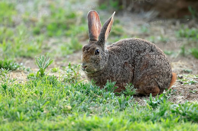 Bush hare (Lepus saxatilis), adult, foraging, alert, Montain Zebra National Park, Eastern Cape, South Africa