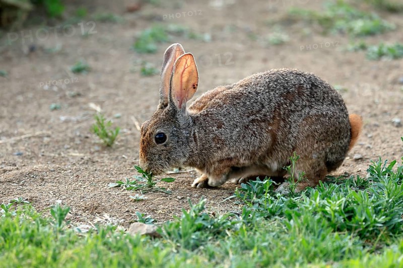 Bush hare (Lepus saxatilis), adult, feeding, foraging, alert, Montain Zebra National Park, Eastern Cape, South Africa