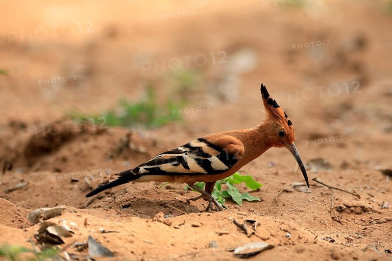 African hoopoe (Upupa africana), adult, alert, on the ground, foraging, Kruger, Kruger National Park, South Africa