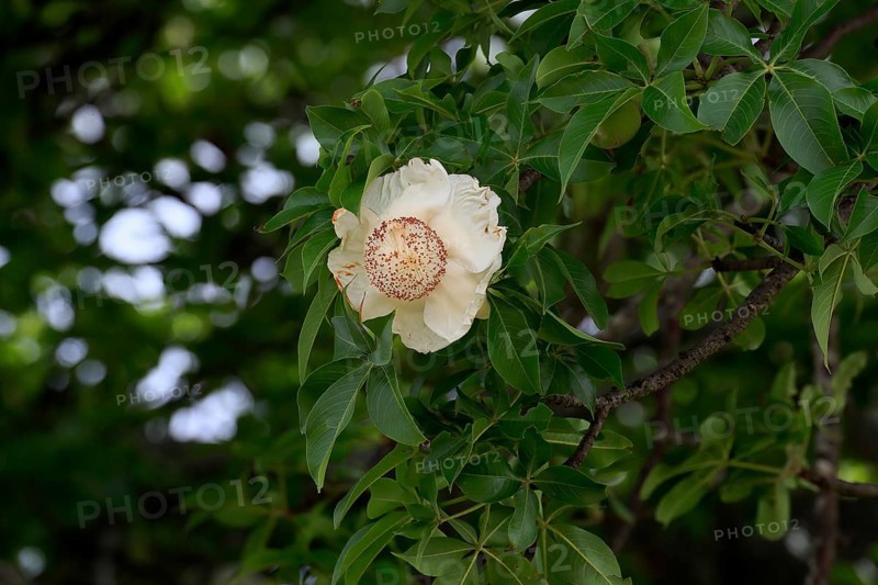 African baobab (Adansonia digitata), African baobab, flowers, flowering, foliage, Kruger, Kruger National Park, South Africa, Africa