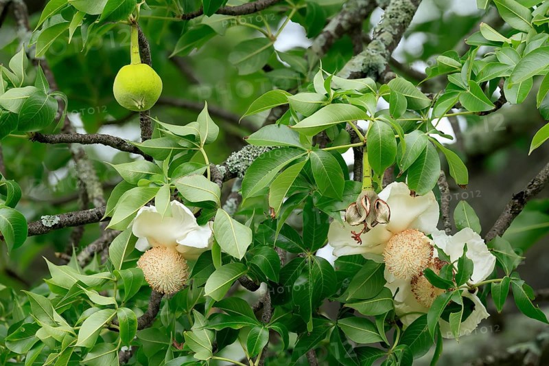 African baobab (Adansonia digitata), African baobab, flowers, flowering, leafy, fruit, Kruger, Kruger National Park, South Africa, Africa