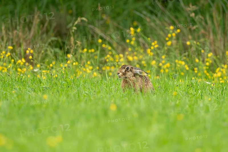 European hare (Lepus europaeus), Vulkaneifel, Rhineland-Palatinate, Germany