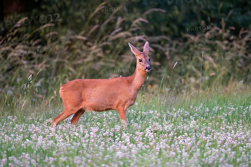 Roe deer (Capreolus capreolus), female, Vulkaneifel, Rhineland-Palatinate, Germany
