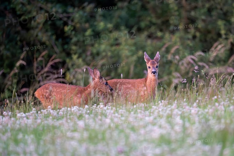 Roe deer (Capreolus capreolus), young fawn, Vulkaneifel, Rhineland-Palatinate, Germany