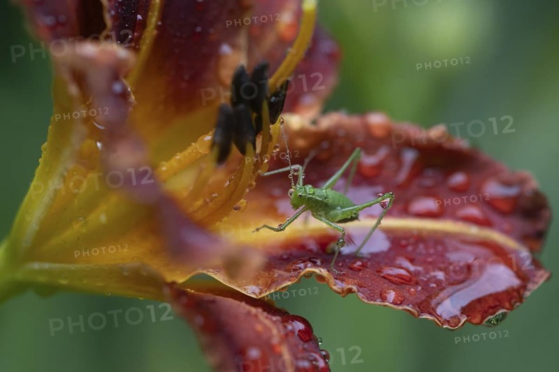Speckled bush-cricket (Leptophyes punctatissima) on daylily flower (Hemerocallis), Emsland, Lower Saxony, Germany