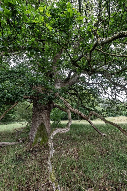 English oak (Quercus robur) in the Hutewald forest, Emsland, Lower Saxony, Germany