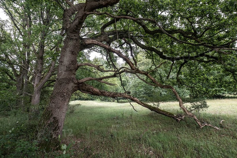 English oaks (Quercus robur) in the Hutewald forest, Emsland, Lower Saxony, Germany