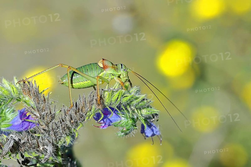 Steppe saddle grasshopper, steppe saddle grasshopper (Ephippiger ephippiger), male, on Viper's bugloss (Echium vulgare), with bokeh in the background, leafhoppers, long-fingered grasshoppers, Red List of Germany, specially protected species, critically endangered, Cochem, Moselle, Rhineland-Palatinate, Germany