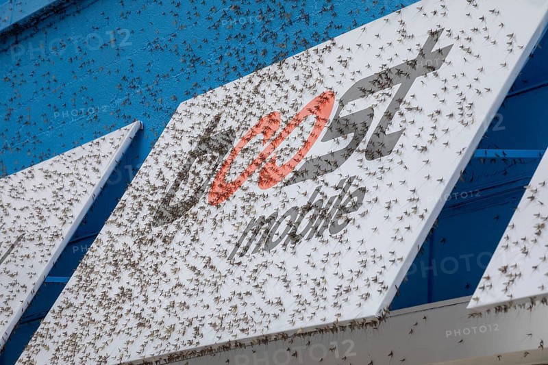 Detroit, Michigan - Fish flies (mayflies) are swarming near Michigan lakes. The are attracted to light and are often found in large numbers on commercial buildings