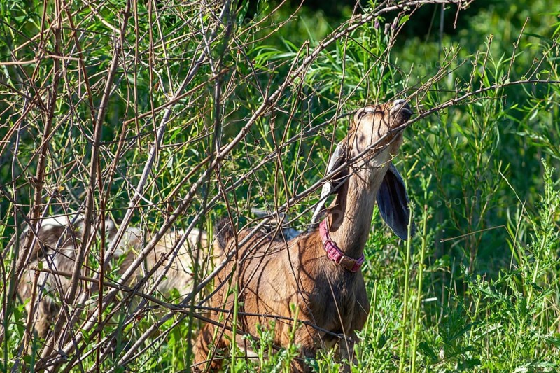 Detroit, Michigan - A flock of four goats is employed eating weeds and brush in the overgrown area next to the Nancy Brown Peace Carillon Tower in Belle Isle State Park