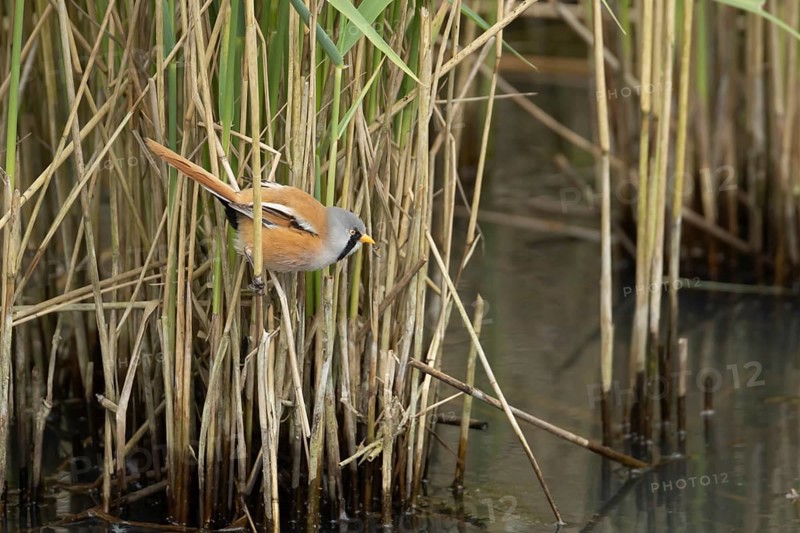 Bearded tit or reedling (Panurus biarmicus) adult male bird in a reedbed, England, United Kingdom