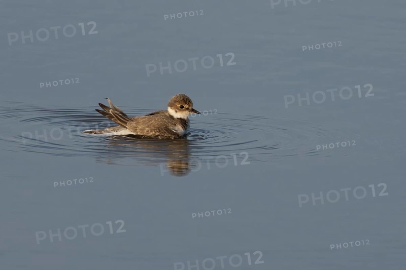 Little ringed plover (Charadrius dubius) juvenile bird bathing in a shallow lagoon, England, United Kingdom