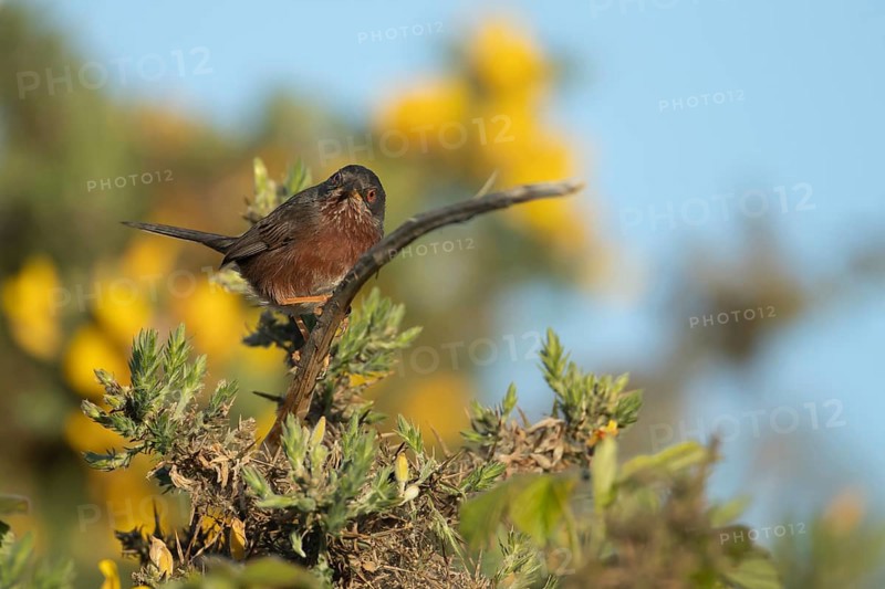 Dartford warbler (Sylvia undata) adult male bird on a Gorse bush branch, England, United Kingdom