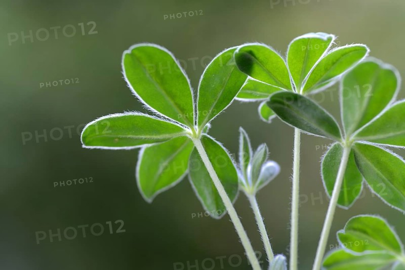 Lupin, young plant of the sweet lupin, Lupinus albus, variety 'Amiga'