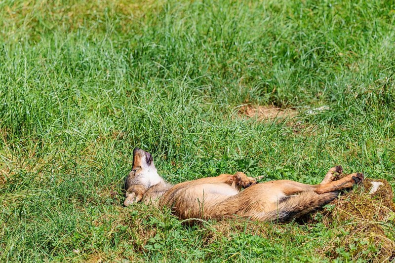 A gray wolf (Canis lupus lupus), rolling on a green meadow on a sunny day