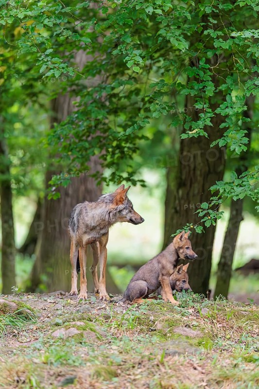 An adult wolf and two gray wolf pups (Canis lupus lupus) stand on a small hill in the deep shade of the forest and watch something