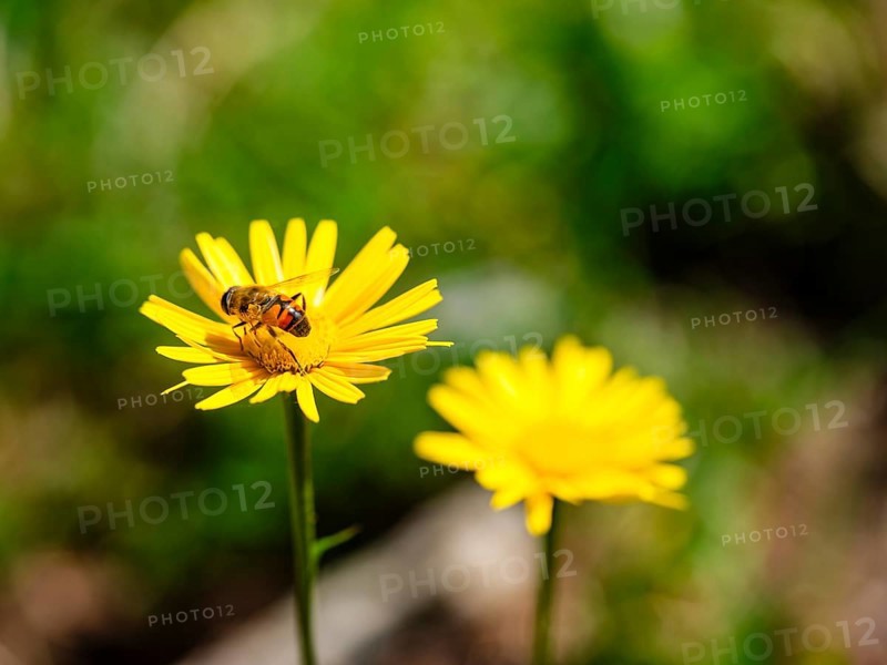 Hoverfly dung bee (Eristalis tenax) on the ox-eye daisy (Buphthalmum salicifolium), Jenner, Berchtesgaden National Park, Schönau am Königssee, Berchtesgadener Land, Upper Bavaria, Bavaria, Germany