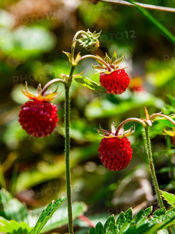 Wild strawberries (Fragaria vesca), Jenner, Berchtesgaden National Park, Schönau am Königssee, Berchtesgadener Land, Upper Bavaria, Bavaria, Germany