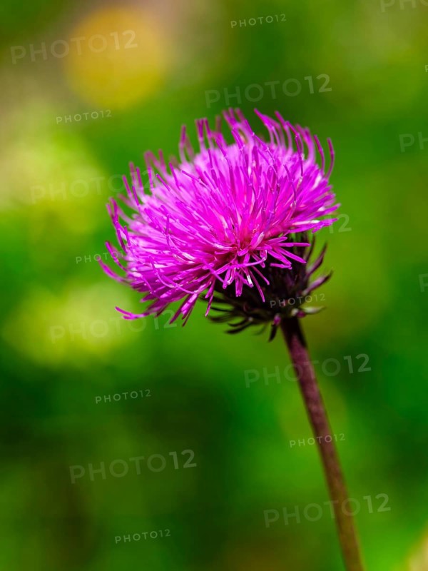 Mountain thistle (Carduus defloratus), Jenner, Berchtesgaden National Park, Schönau am Königssee, Berchtesgadener Land, Upper Bavaria, Bavaria, Germany