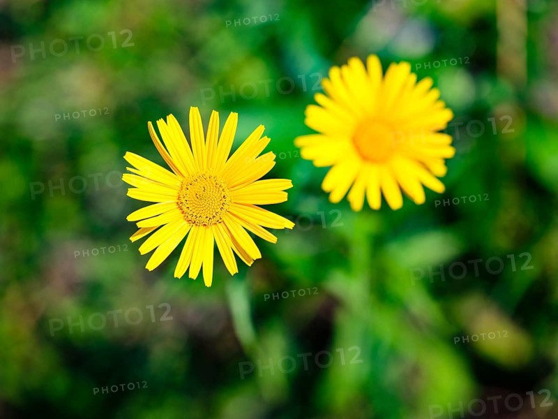 Ox-eye daisy (Buphthalmum salicifolium), Jenner, Berchtesgaden National Park, Schönau am Königssee, Berchtesgadener Land, Upper Bavaria, Bavaria, Germany
