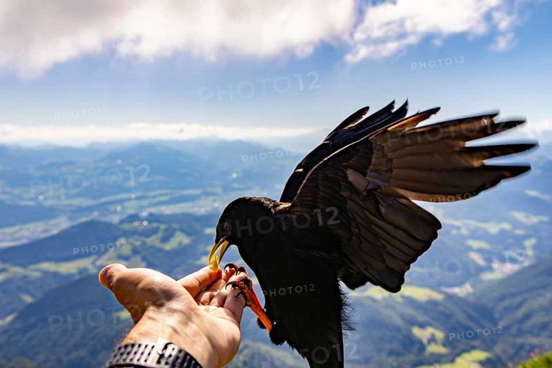 Alpine chough (Pyrrhocorax graculus) takes food from the hand of a mountaineer, Untersberg, Berchtesgadener Alpten, Berchtesgaden, Berchtesgadener Land, Upper Bavaria, Bavaria, Germany