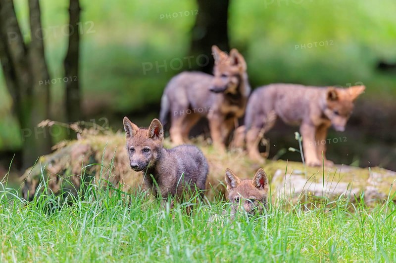 Four gray wolf pups (Canis lupus lupus) stand on, or next to a rock on a small hill at the edge of the forest and observe the other members of the pack