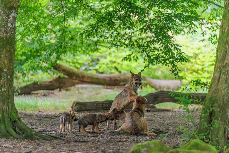 Two young adult gray wolves (Canis lupus lupus) at play in the deep shade of the forest. Some pups standing close by