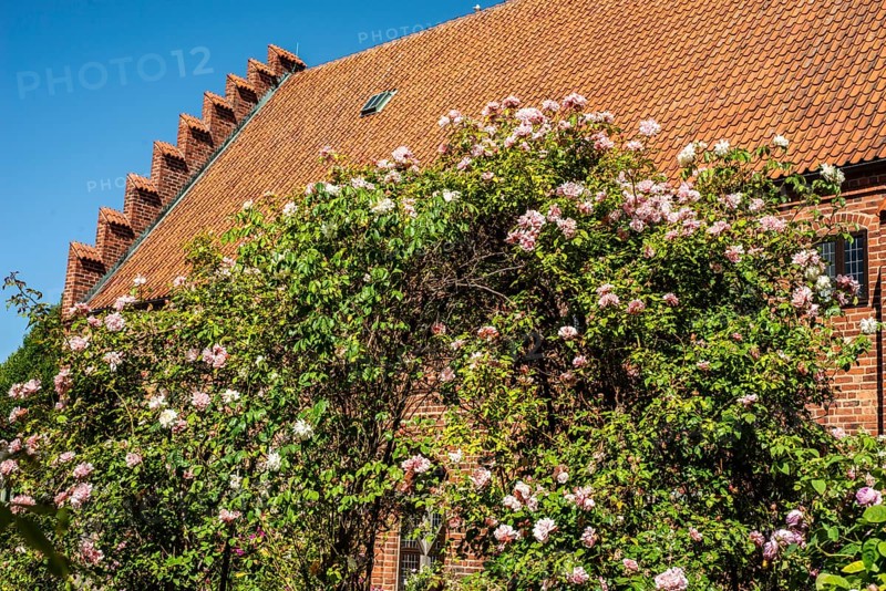 Rose garden at the old monastery, built in 1267, in Ystad, Scania, Sweden, Scandinavia