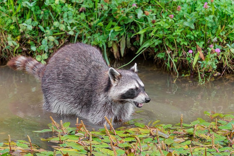 An adult raccoon (Procyon lotor) searches for food in the shallow water of a stream surrounded by dense riparian vegetation