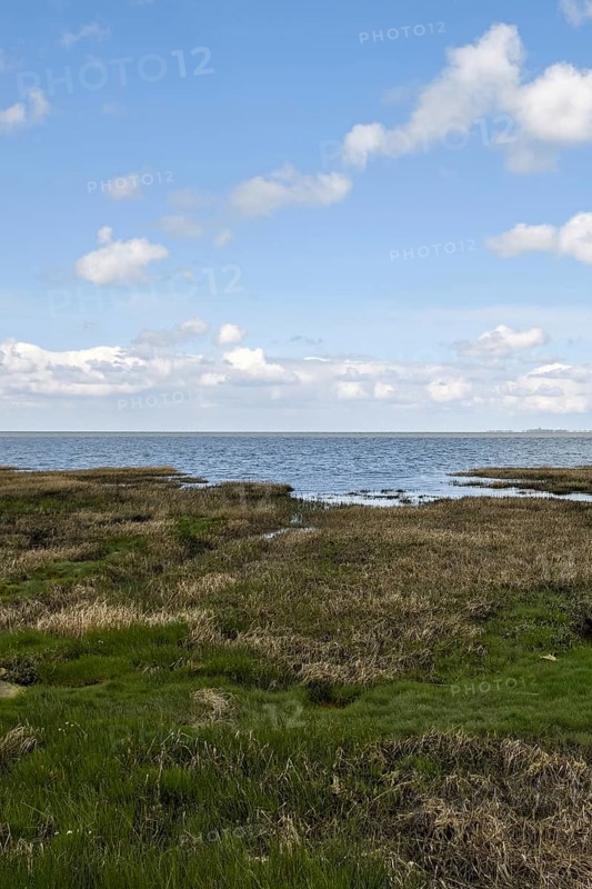 Salt marshes on the North Sea, North Sea coast, dyke foreland between Duhnen, Sahlenburg and Arensch, valuable nature reserve, important bird breeding area, bird sanctuary, habitat of numerous endangered coastal plants, Wadden Sea of Lower Saxony, Northern Germany, Cuxhaven, Duhnen, Sahlenburg, Lower Saxony, Germany, Western Europe