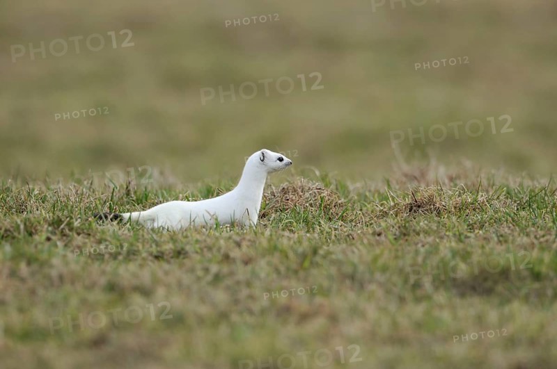 On the hunt... Ermine (Mustela erminea), large weasel in white winter fur hunting in a pasture, meadow in the Sauerland, native nature, Balve, North Rhine-Westphalia, Germany, Western Europe
