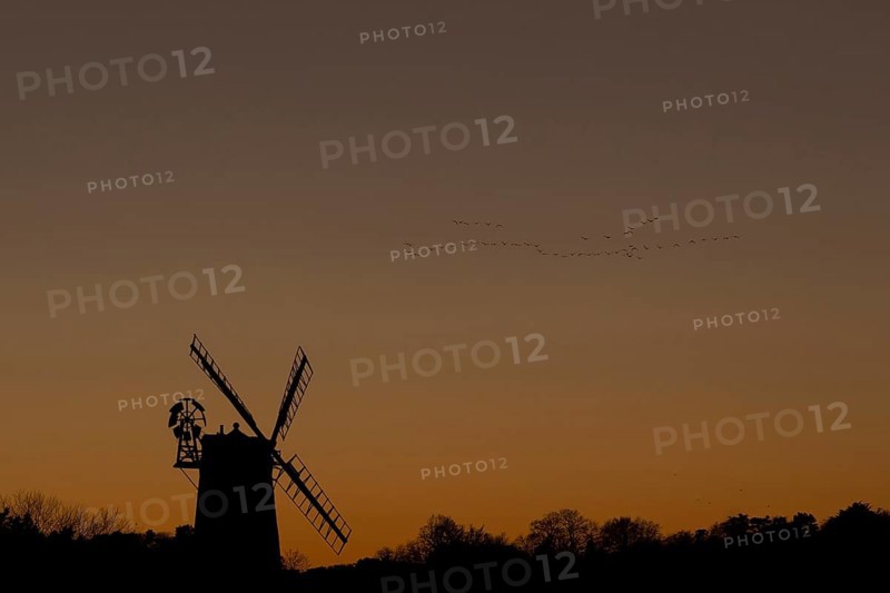 Windmill silhouette at sunset with a red sky and a skein or flock of Pink-footed geese (Anser brachyrhynchus) birds flying above, Cley-next-to-the-sea, Norfolk, England, United Kingdom