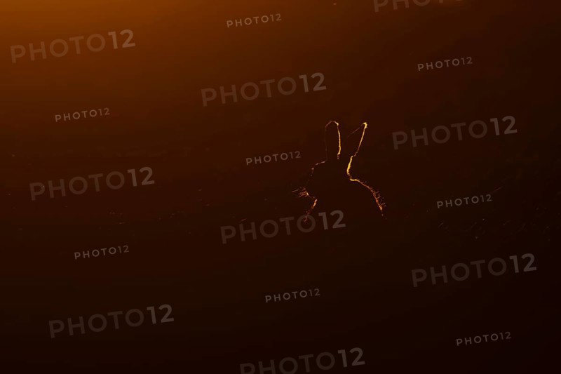 European brown hare (Lepus europaeus) adult animal rim lit from backlighting in a farmland field at sunset, England, United Kingdom