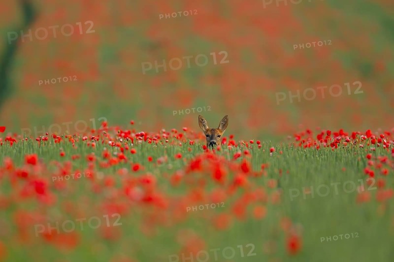 Roe deer (Capreolus capreolus) adult female doe animal in a farmland wheat field with red poppy flowers in summer, England, United Kingdom