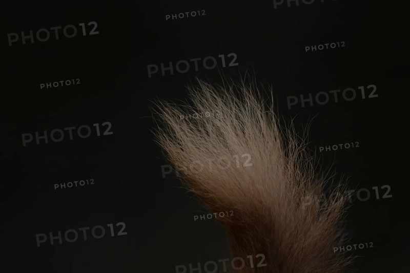 Red squirrel (Sciurus vulgaris) adult animal close up of its tail, England, United Kingdom
