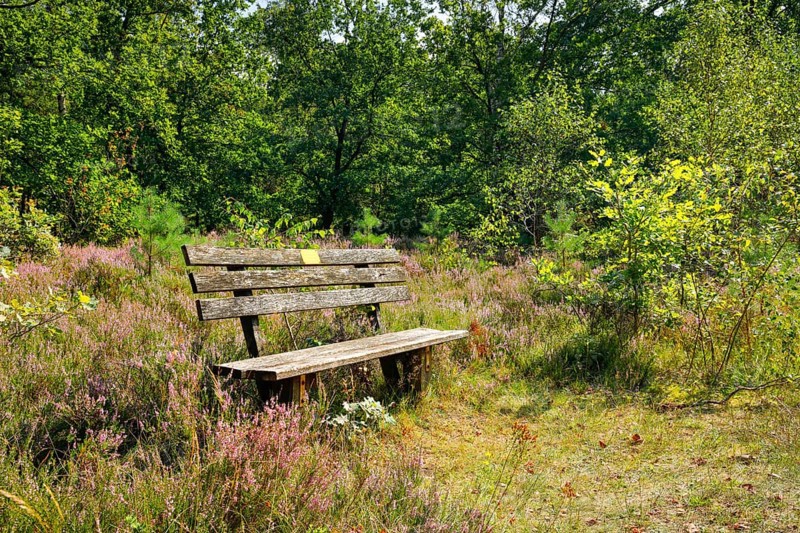 Bench in the Lüneburg Heath, Lower Saxony, Germany