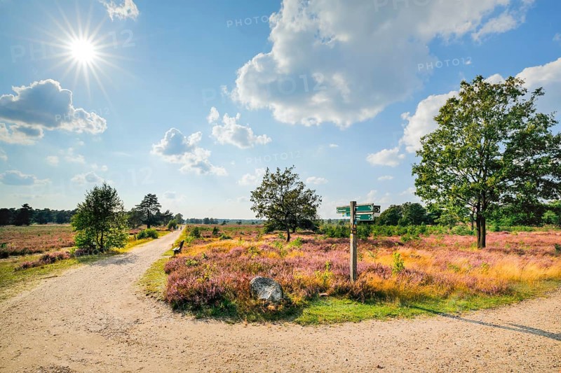 Country lane in the middle of the blooming Lüneburg Heath, Lower Saxony, Germany