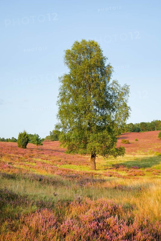 Large birch tree in the blooming Lüneburg Heath, Lower Saxony, Germany