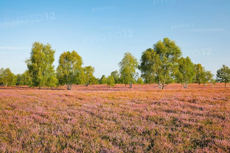 Birch trees in the blooming Lüneburg Heath, Osterheide near Schneverdingen, Lower Saxony, Germany