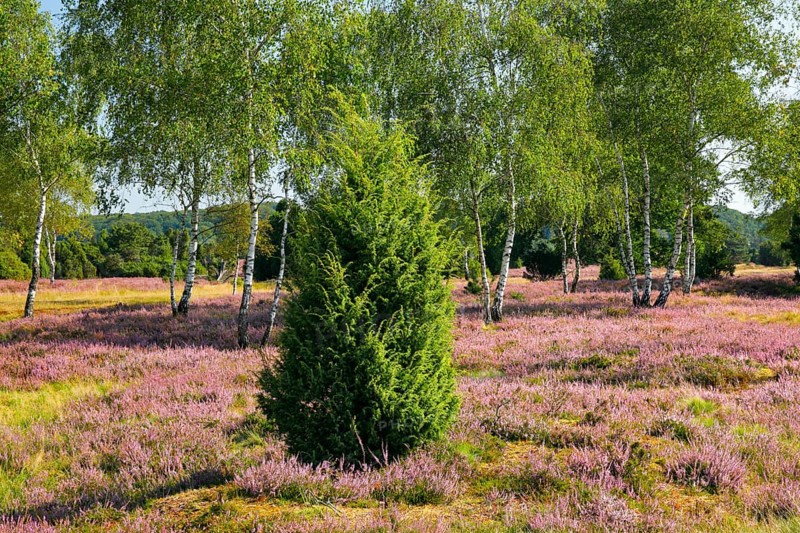 Birches and junipers in the blooming Lüneburg Heath, Lower Saxony, Germany