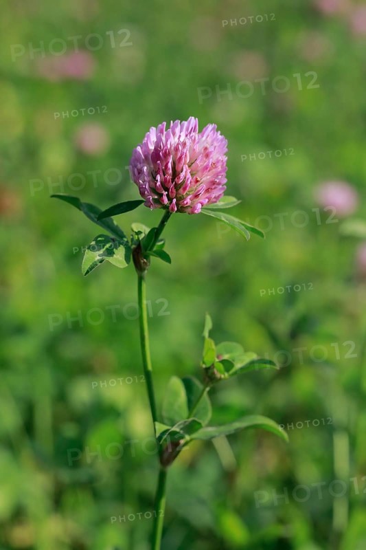 Flowering meadow clover