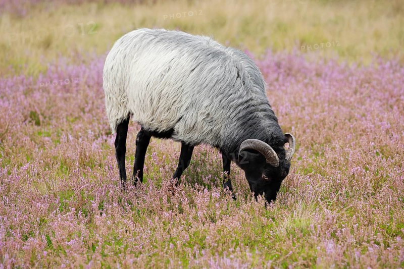 Heidschnucke moorland sheep feeding in the middle of the blooming Lüneburg Heath, Lower Saxony, Germany