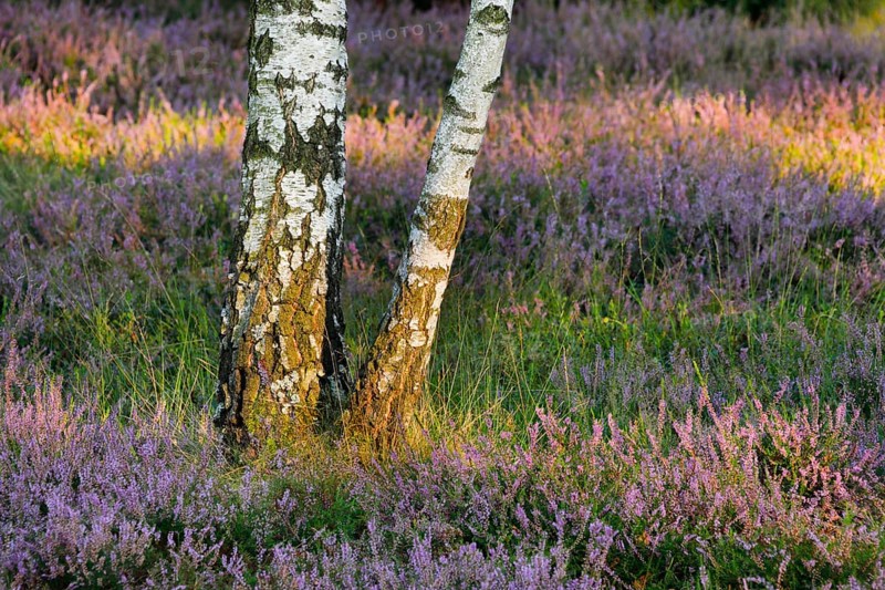 Birch trunks and blooming heather in the Osterheide, Lüneburg Heath, Lower Saxony, Germany