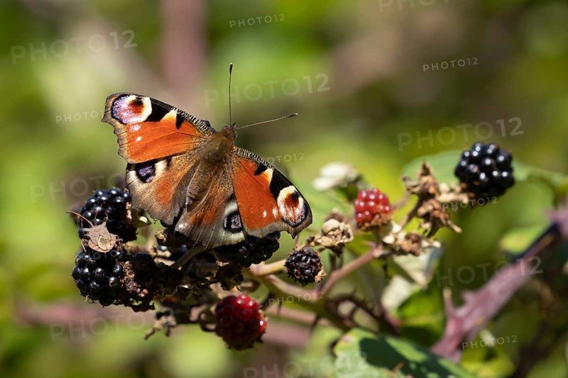 Peacock butterfly (Aglais io) adult insect feeding on blackberries fruit in summer, England, United Kingdom